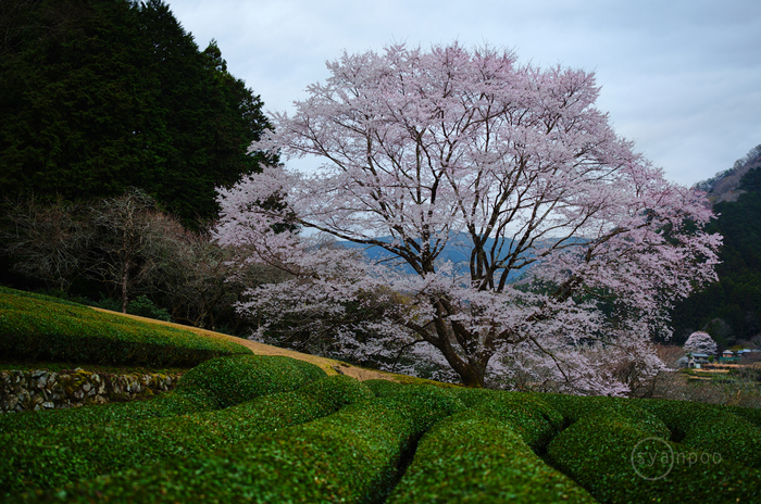 シグマ SIGMA 60-600mm F4.5-6.3 DG DN OS | Sports ／ 三重 津